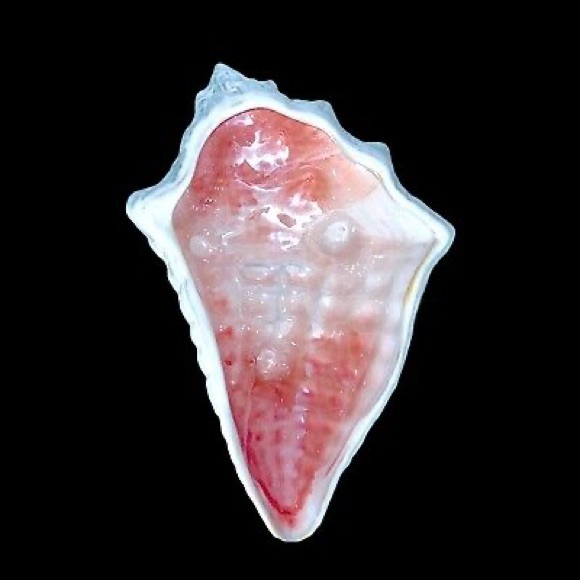 Pottery Barn Enchantment Under the Sea Pearlescent Glazed Conch Shell Bowl 🐚 - Picture 16 of 17